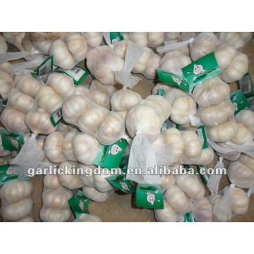 Fresh Red Garlic(3pcs small packing in 7kg mesh bag)